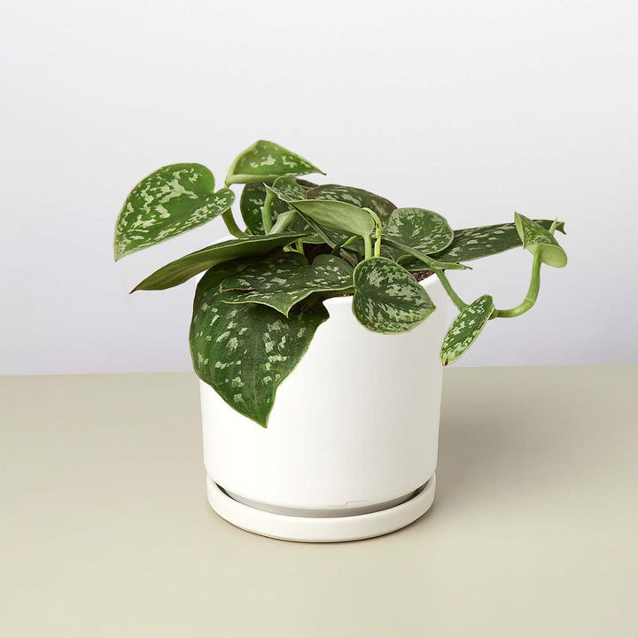 Pothos &