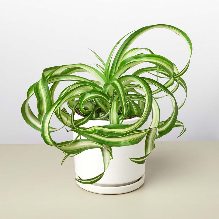 Spider Plant &