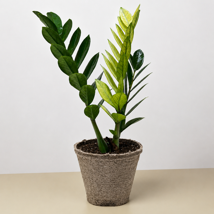 Zamioculcas &