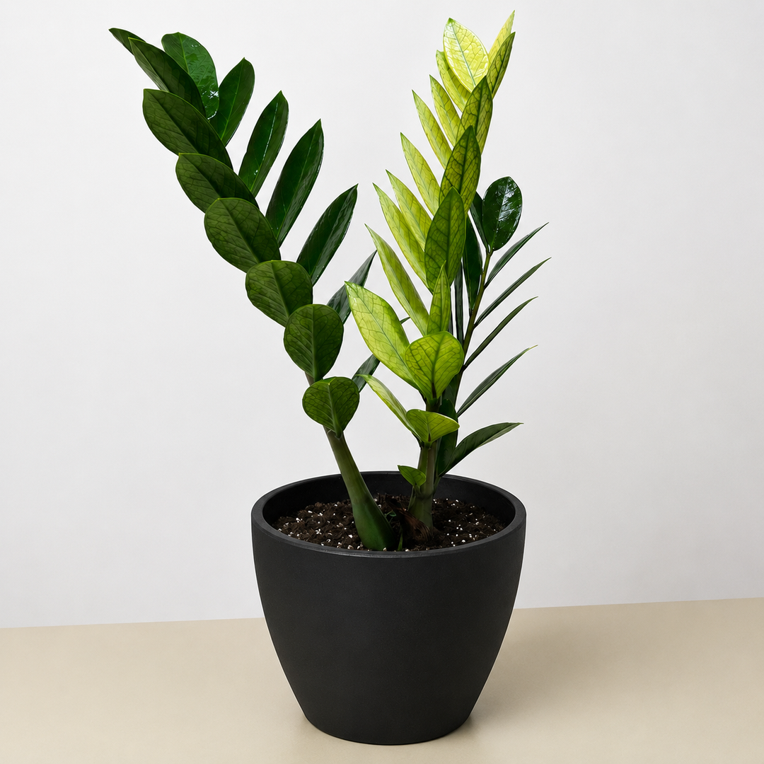 Zamioculcas &