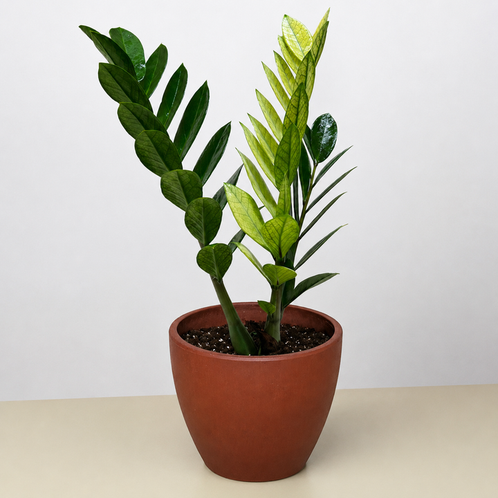 Zamioculcas &