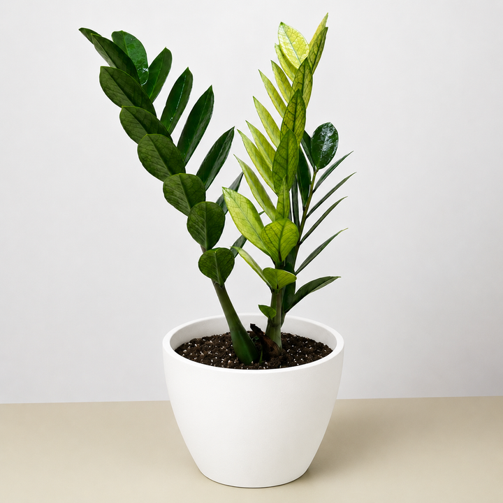 Zamioculcas &