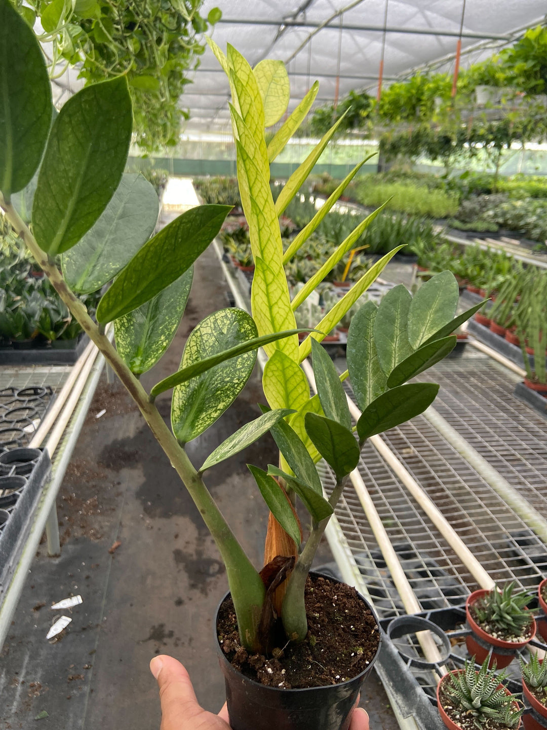 Zamioculcas &