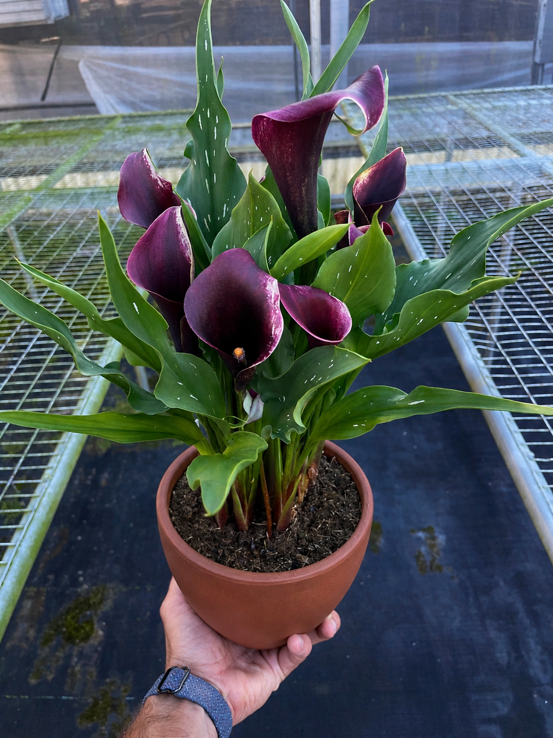 Calla Lily