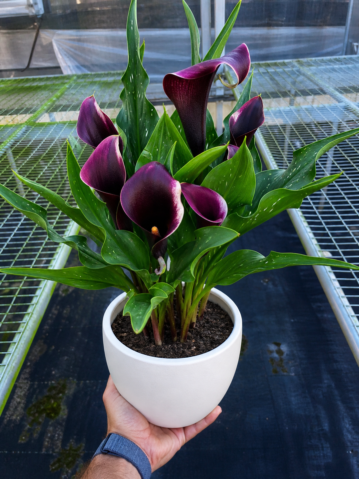 Calla Lily
