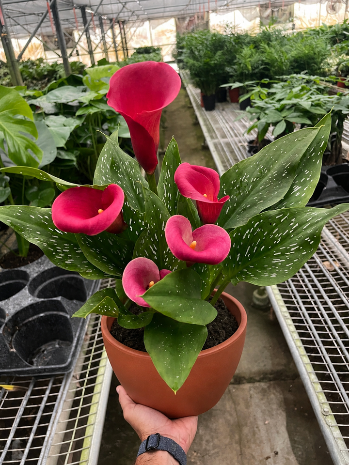 Calla Lily