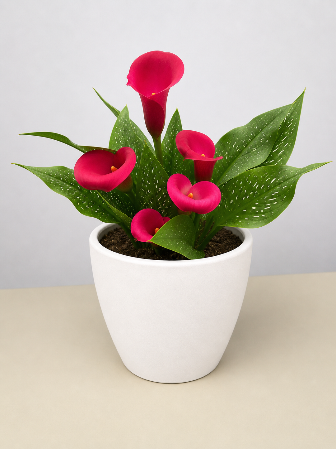 Calla Lily