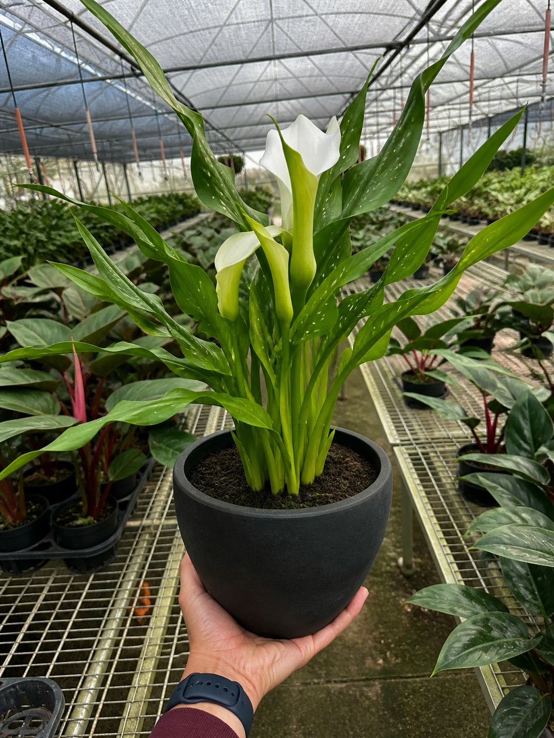 Calla Lily