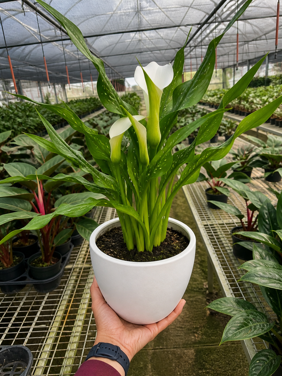 Calla Lily