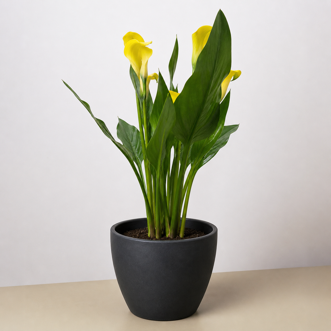 Calla Lily