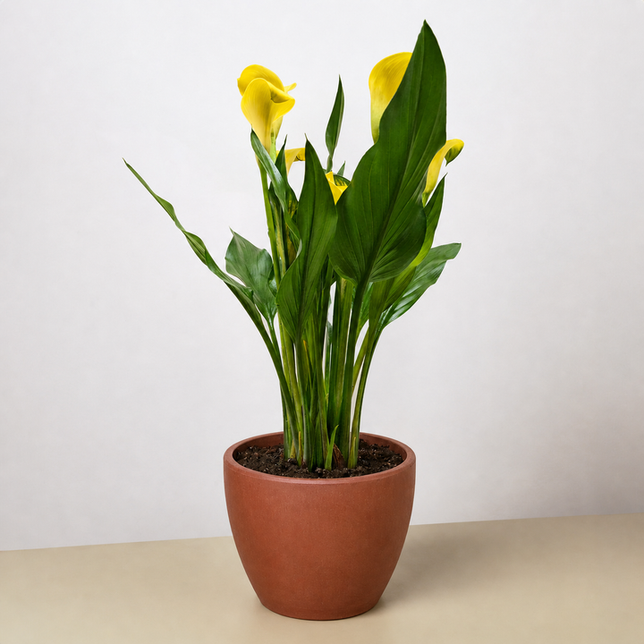 Calla Lily