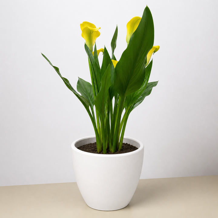 Calla Lily