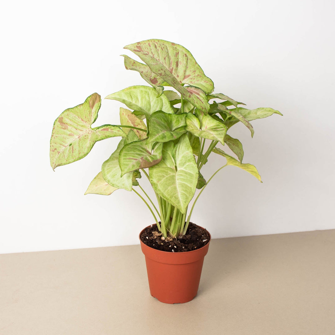 Syngonium &
