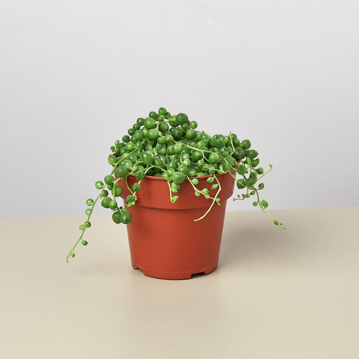 Succulent &