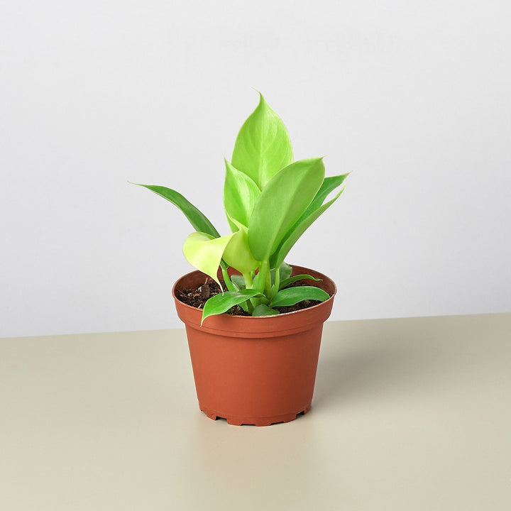 Philodendron &