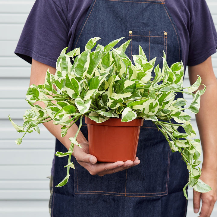 Pothos &