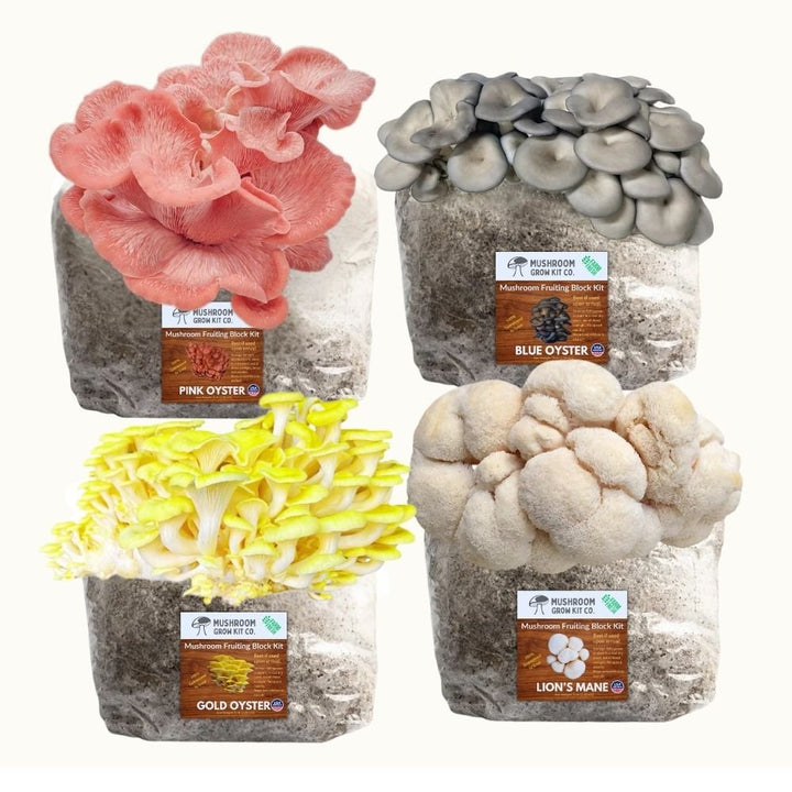 4 Pack - Lion&