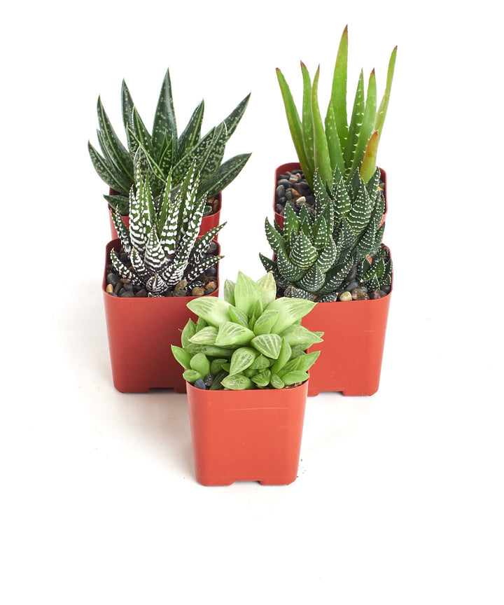 Assorted Mini Aloe &amp; Haworthia Collection