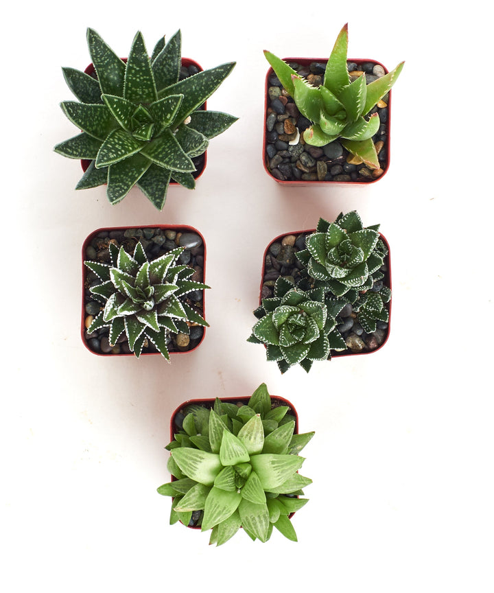 Assorted Mini Aloe &amp; Haworthia Collection