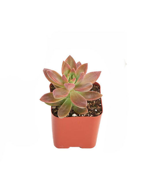 Graptosedum &
