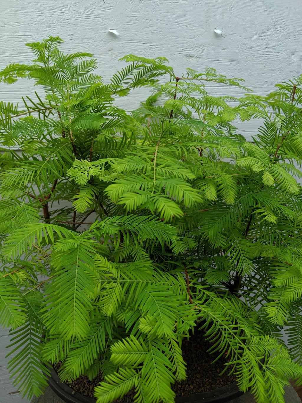 5 Tree Redwood Forest Bonsai Tree