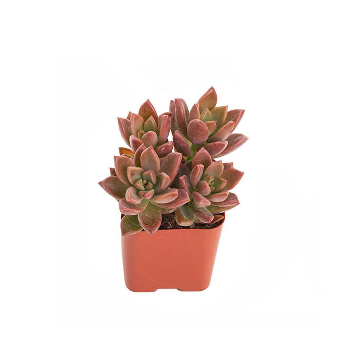 Graptosedum &
