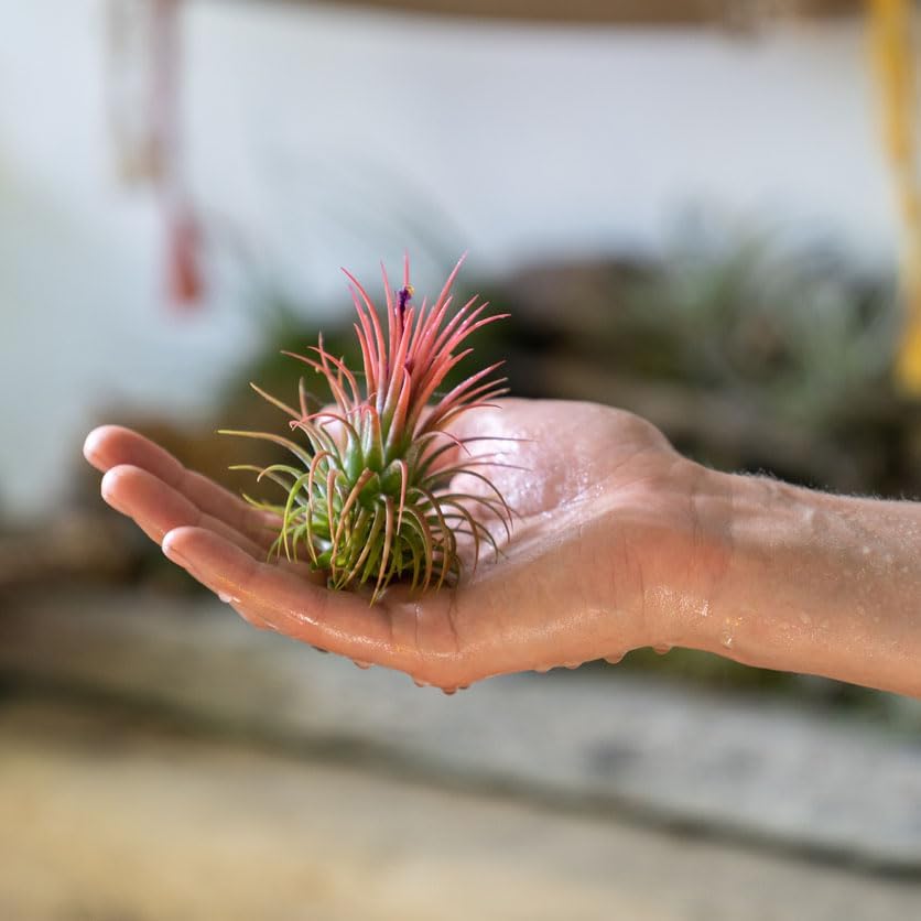 air plant ionantha Tillandsia Ionantha Air Plant Collection