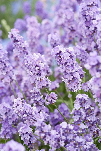 Live Blue Cushion Lavender Plant (Lavandula angustifolia)