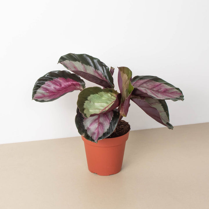 Calathea roseopicta &