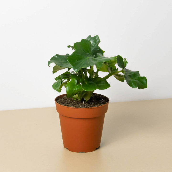 Philodendron &