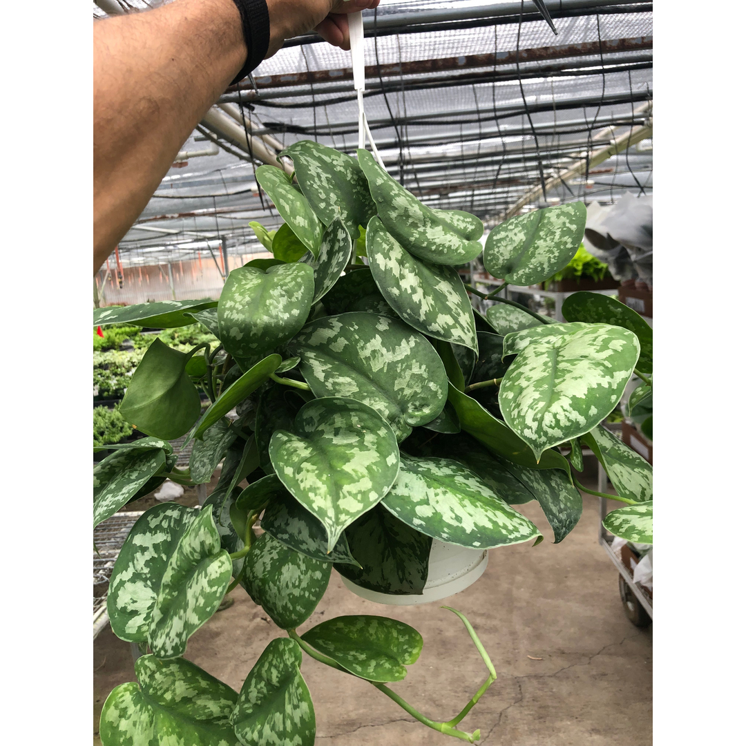 Pothos &