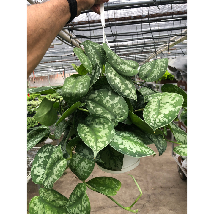 Pothos &