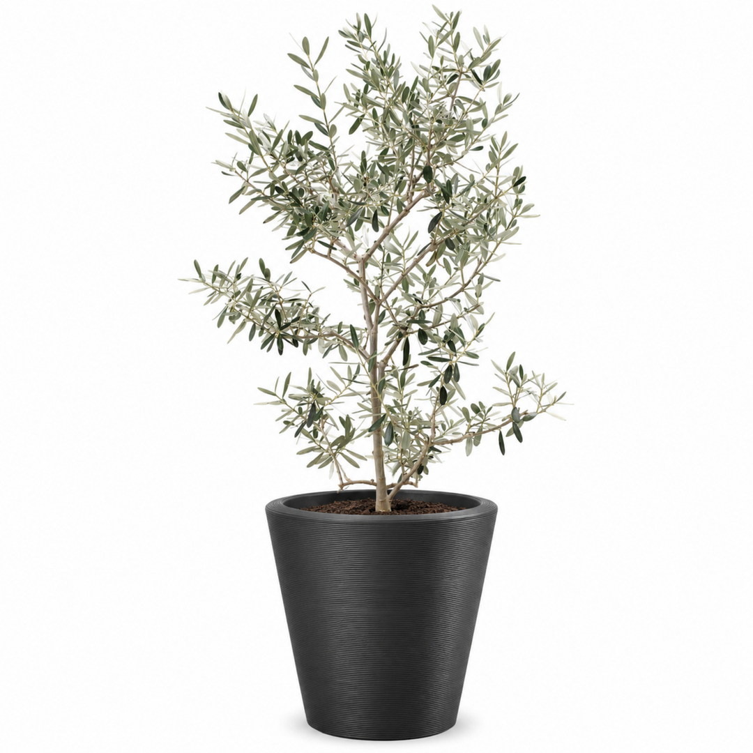 Arbequina Olive Tree Live Potted Plant Fruit Tree Patio Garden