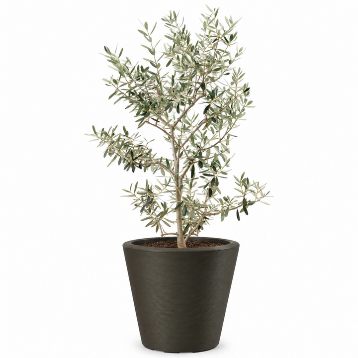 Arbequina Olive Tree Live Potted Plant Fruit Tree Patio Garden