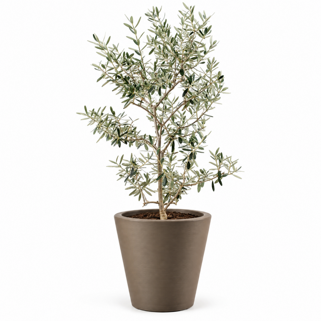 Arbequina Olive Tree Live Potted Plant Fruit Tree Patio Garden