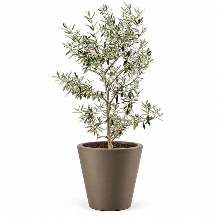 Arbequina Olive Tree Live Potted Plant Fruit Tree Patio Garden