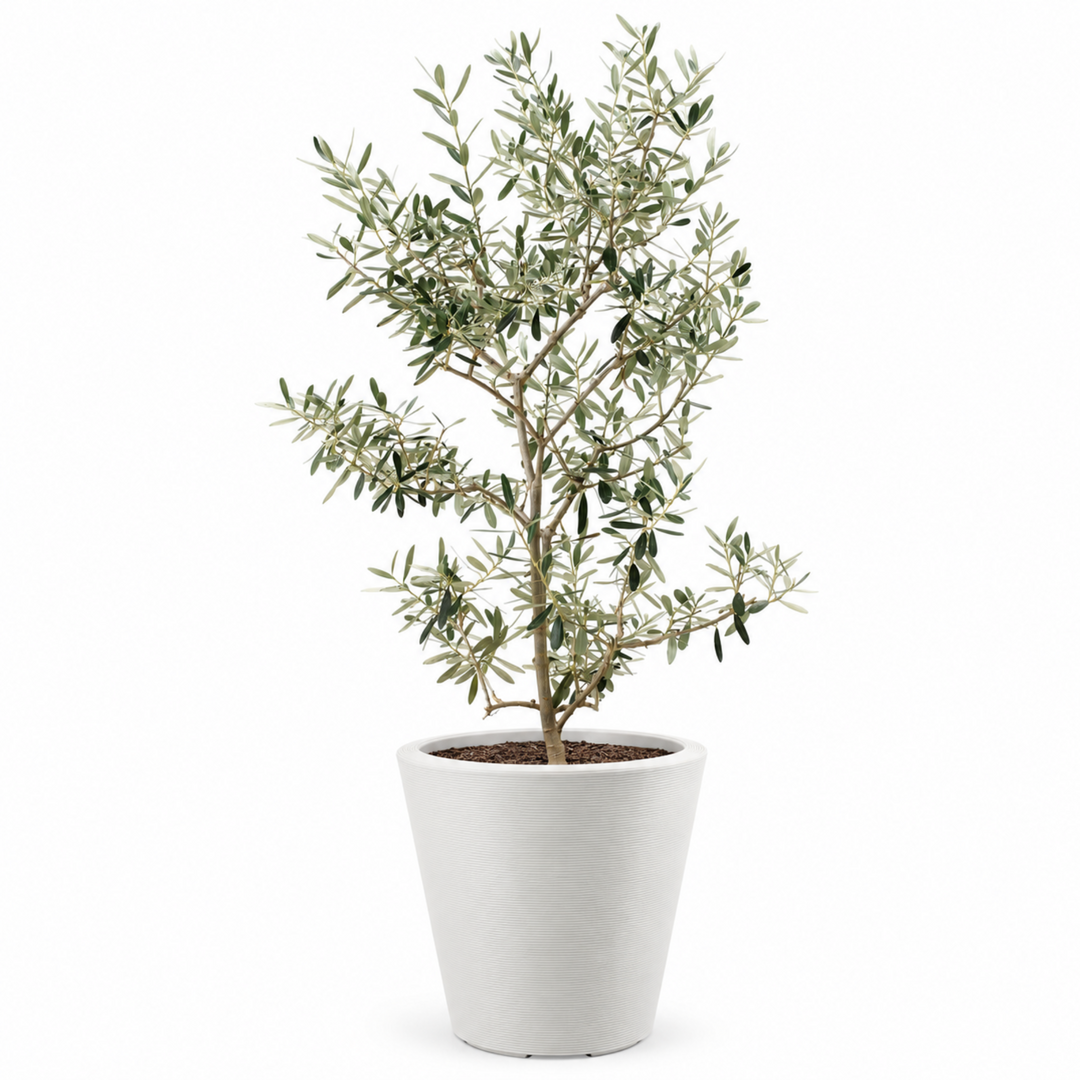 Arbequina Olive Tree Live Potted Plant Fruit Tree Patio Garden