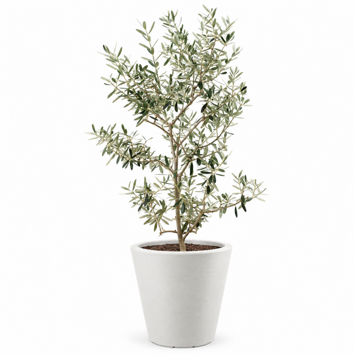 Arbequina Olive Tree Live Potted Plant Fruit Tree Patio Garden