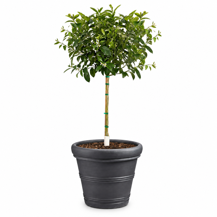 Improved Meyer Lemon Tree