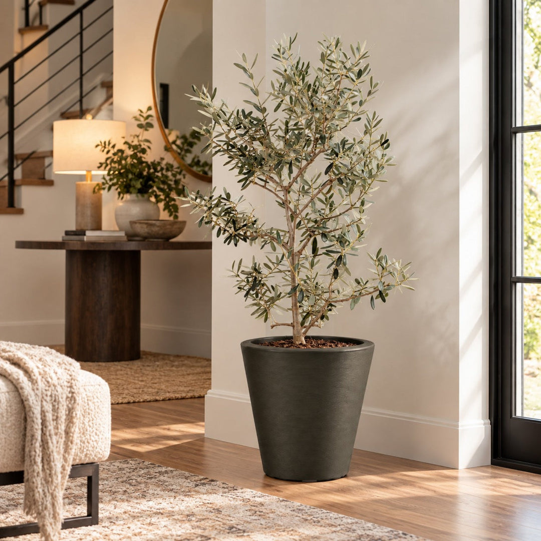 Arbequina Olive Tree Live Potted Plant Fruit Tree Patio Garden