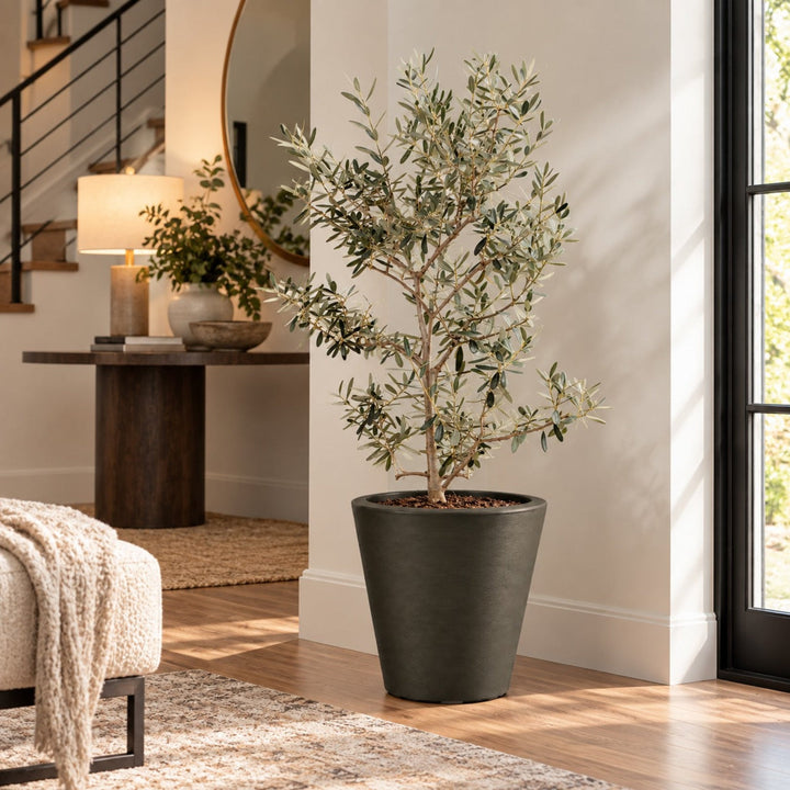 Arbequina Olive Tree Live Potted Plant Fruit Tree Patio Garden