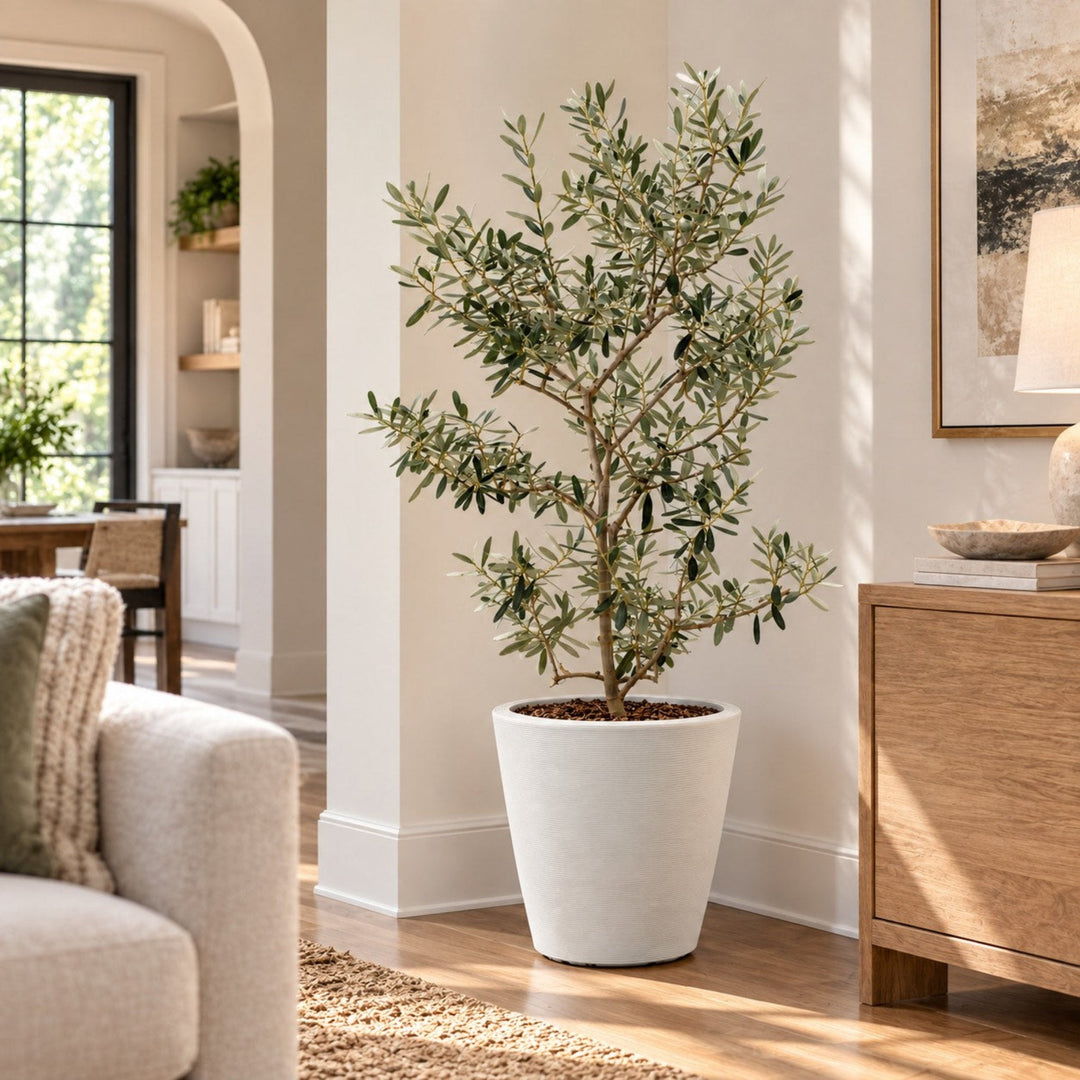 Arbequina Olive Tree Live Potted Plant Fruit Tree Patio Garden