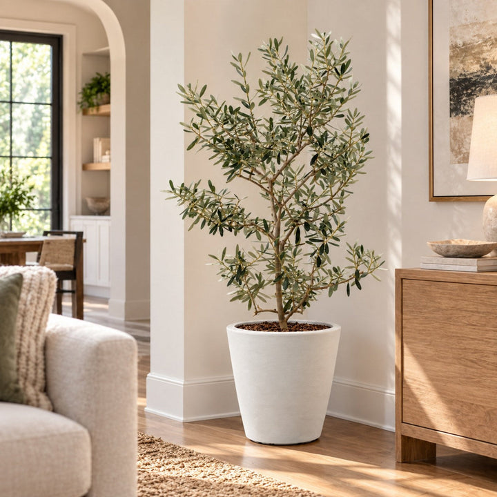 Arbequina Olive Tree Live Potted Plant Fruit Tree Patio Garden