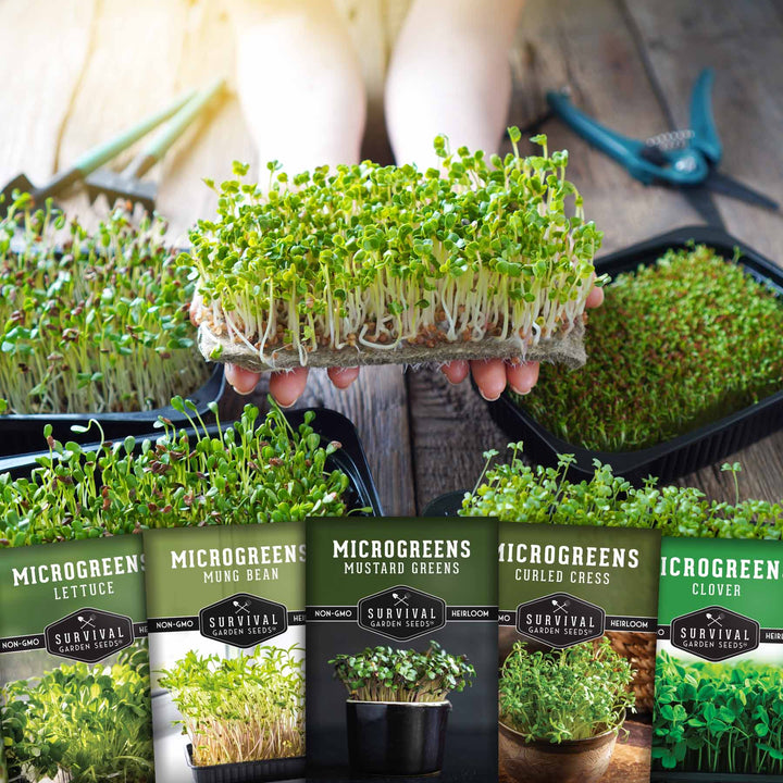 Microgreens Seeds Variety Pack – 5 Heirloom Non-GMO Microgreen Seed Packs for Indoor Growing &amp; Sprouting