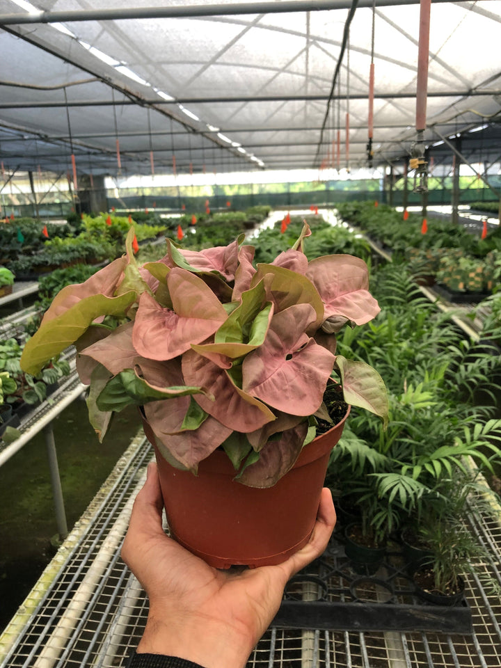 Syngonium &