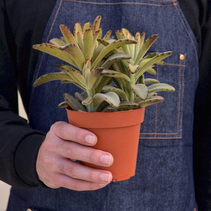 Kalanchoe Tomentosa &