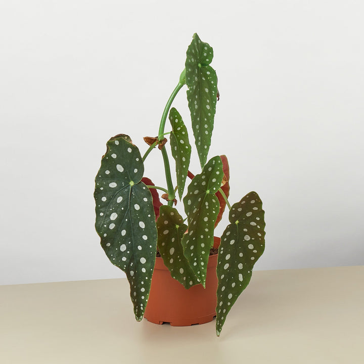 Begonia &