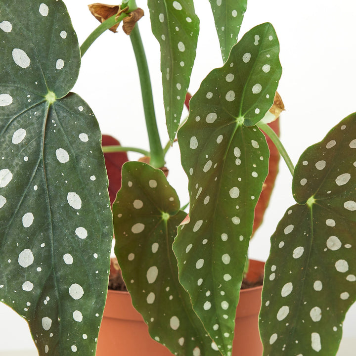 Begonia &