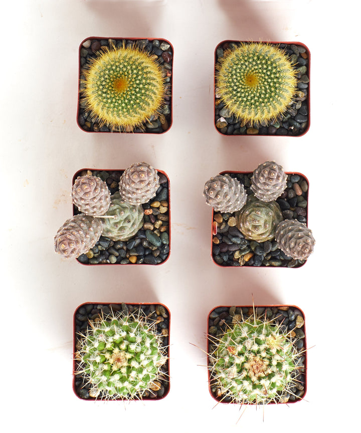 Assorted Mini Cactus Collection