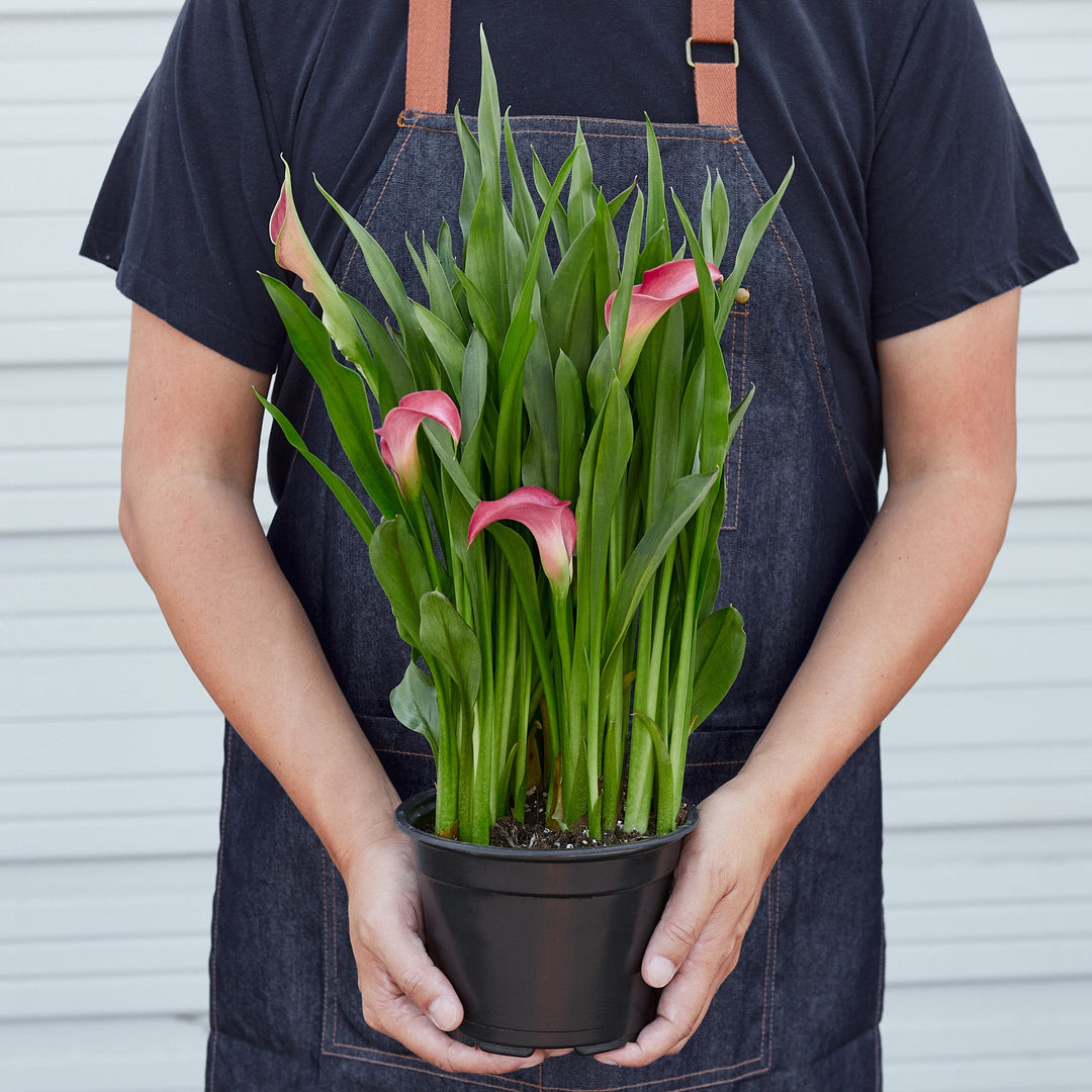 Calla Lily